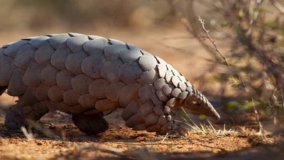 Nigerian authorities seize 2.179 tonnes of pangolin scales