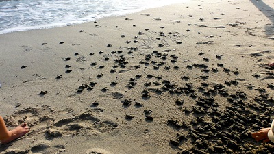 Sea turtle season brings cheer, over 42,000 eggs collected from 430 nests