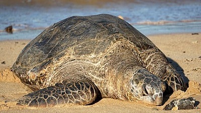 Over 50% of sea turtle habitats are expected to disappear by 2050 due to climate change