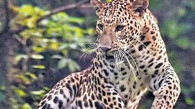 Leopard count dips amid rising cases of human wildlife conflicts in Uttarakhand