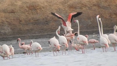 Nearly half of world&rsquo;s migratory wildlife protected under UN treaty facing population decline, says new report