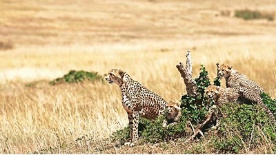 Kenyan delegation shares draft MoU on wildlife conservation with tiger authority