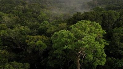 Amazon rainforest trees are getting bigger due to climate change: What a new study says