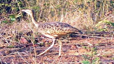 In a first, endangered lesser florican captured on camera in Tadoba