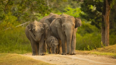 Elephant corridor report plagued with inconsistencies, could escalate conflict with humans, says expert