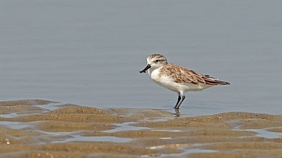 More than half of Earth&rsquo;s migratory bird species are declining &mdash; here&rsquo;s how we can still save them
