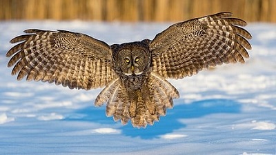 Owls inspire new ‘silent tech’ to fight noise pollution