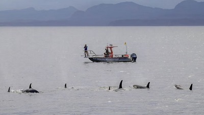 Orcas team up with dolphins to hunt salmon, study finds