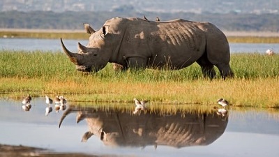 South Africa’s 70,000kg rhino horn stockpile must be burnt to prevent illegal trading