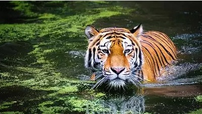 Good news! Tiger population in Uttarakhand sees a 314% jump: Here’s why it happened