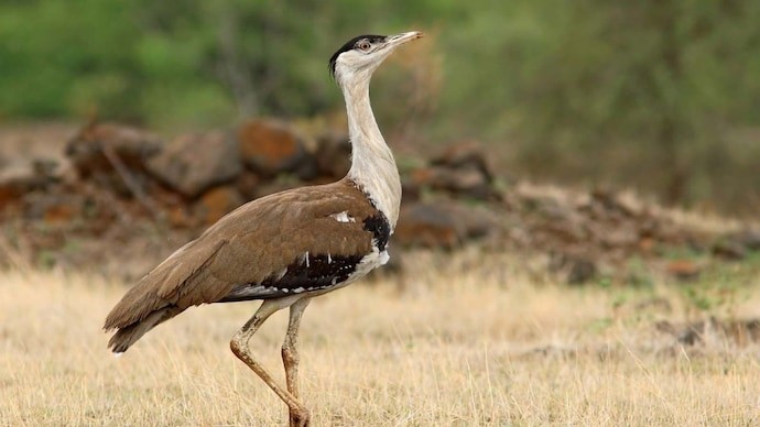Great Indian Bustard gets jump start chick survives critical 40 days after birth