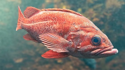 Scientists have identified unique sounds for 8 fish species