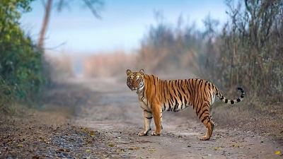 Tiger occupancy in India increased by 30% in 20 years, declined in high poverty, armed conflict regions