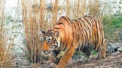 Bandipur best tiger reserve in Karnataka