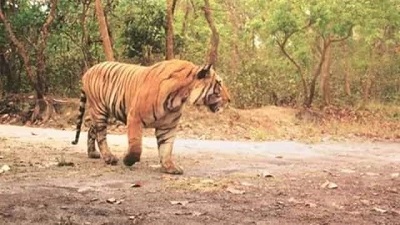 Tamil Nadu records highest number of wildlife crimes among southern states RTI query