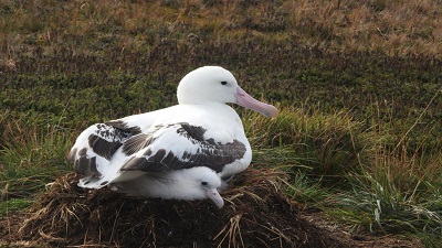 Albatrosses are threatened with extinction — and climate change could put their nesting sites at risk