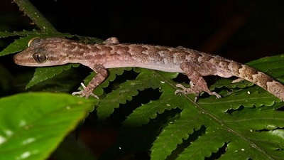 Scientists discover six new lineages of bent-toed geckos from the Northeast