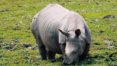 Assam denies allegations of anomalies in Kaziranga rhino count