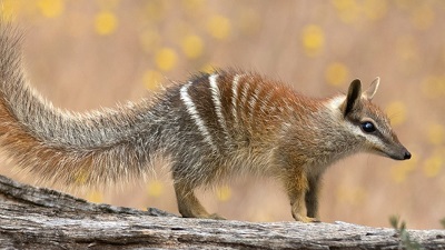 Once endangered, Australia&rsquo;s numbat is making a hopeful recovery