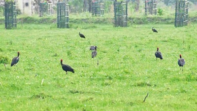 India&rsquo;s agricultural research began in Bihar&rsquo;s Pusa. Comparing its bird diversity with colonial records can guide Indian agro biodiversity today