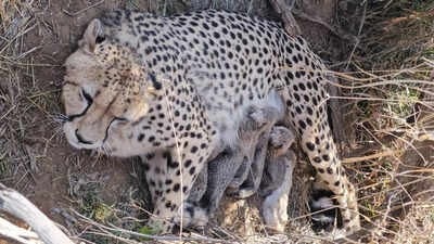 Jwala delivers 5 cubs at Kuno National Park; India&rsquo;s cheetah population rises to 53