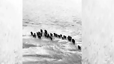 Gentle Giants Cross Odisha&rsquo;s Brahmani River In A Breathtaking Wildlife Spectacle  