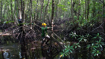 1st ever study on threat to mangroves from sea levels begins