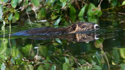 Beavers to be reintroduced in Hampshire for first time in 400 years