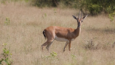 Chinkaras could lose habitat to climate change, says study
