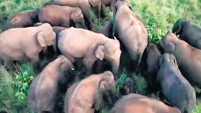 Jumbo task force to curb animal-human conflicts in Andhra Pradesh
