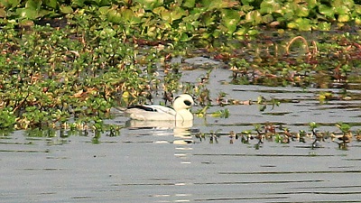 Assam105,540 waterbirds of 107 species recorded in 7th Kaziranga Waterbird Count 