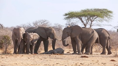 Study confirms massive elephant die-off in Botswana was caused by toxic algal bloom due to climate change