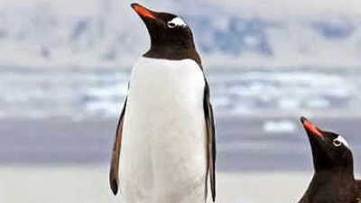 Antarcticas remote wildlife sanctuaries disturbed by human noise study says