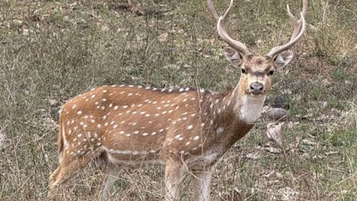 50 spotted deer translocated in Surat to boost biodiversity