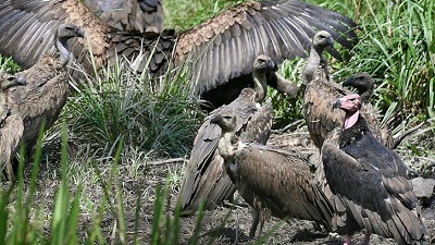 Vulture survey begins in Wayanad Wildlife Sanctuary