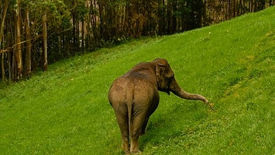 Wild elephant population has remained stable in TN for 10 years: Wildlife Warden
