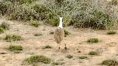 After 10 years, Great Indian Bustard chick hatches in Gujarat 
