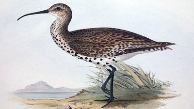 The slender billed curlew a migratory waterbird is officially extinct IUCN