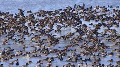 Chilika lake gets over 1.1 million birds this winter