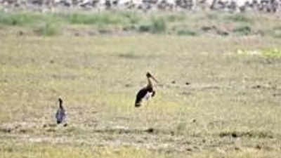 Black Stork spotted for 1st time in Hastinapur