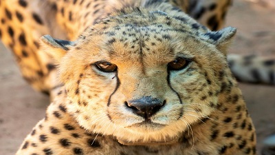 Another cheetah ‘Shaurya’ dies at Kuno; 10th death so far