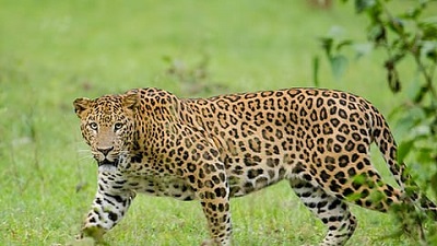Crimes against wildlife declined since 2023 in Telangana