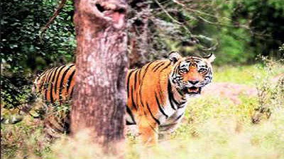 Rajasthan: Sariska tiger count rising, cubs mark new territories
