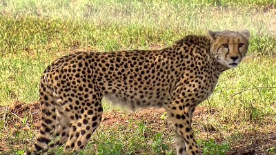 Wildlife experts sound concern as 12 cheetahs remain in South African quarantine