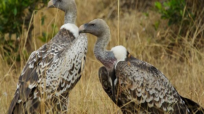 Colony of world’s highest-flying bird under threat in Uganda