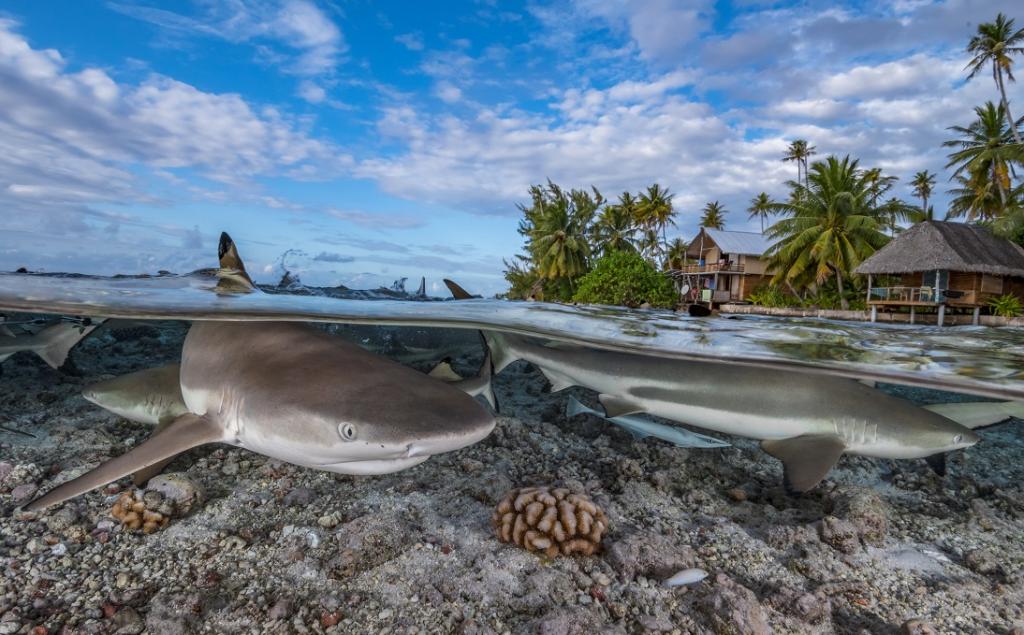 104 shark and ray species now receive new protections, but are they enough?