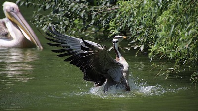 Over 400 bar-headed geese found in bird census; black baza spotted for first time in Karnataka