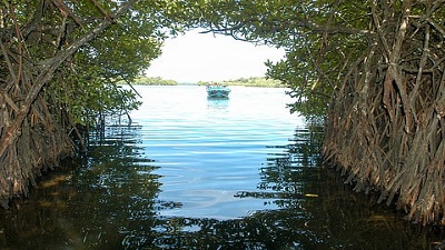Depleting oxygen levels due to rising CO2 in mangrove waters threatening fish nurseries