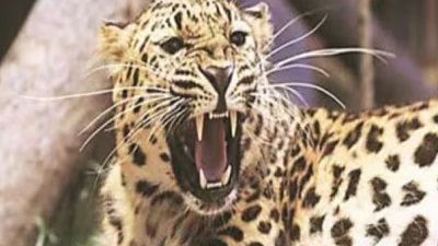 Half of Himachal grappling with human wildlife conflict Leopards and black bears spark tension