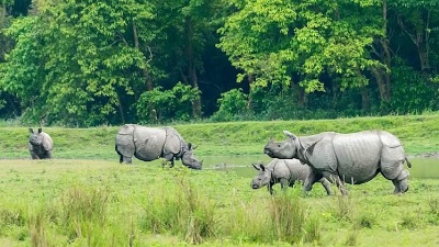Assam: Kaziranga National Park Hits Record Over 3 Lakh Tourists in 2023-24